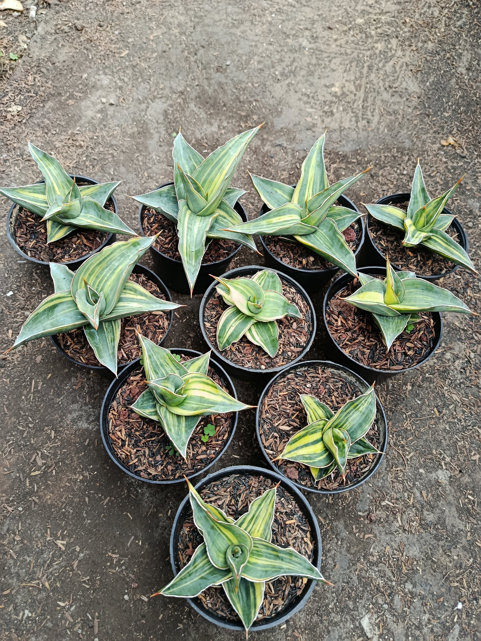 1955. Sansevieria Kimayo Variegated size 10 cm - Image 2
