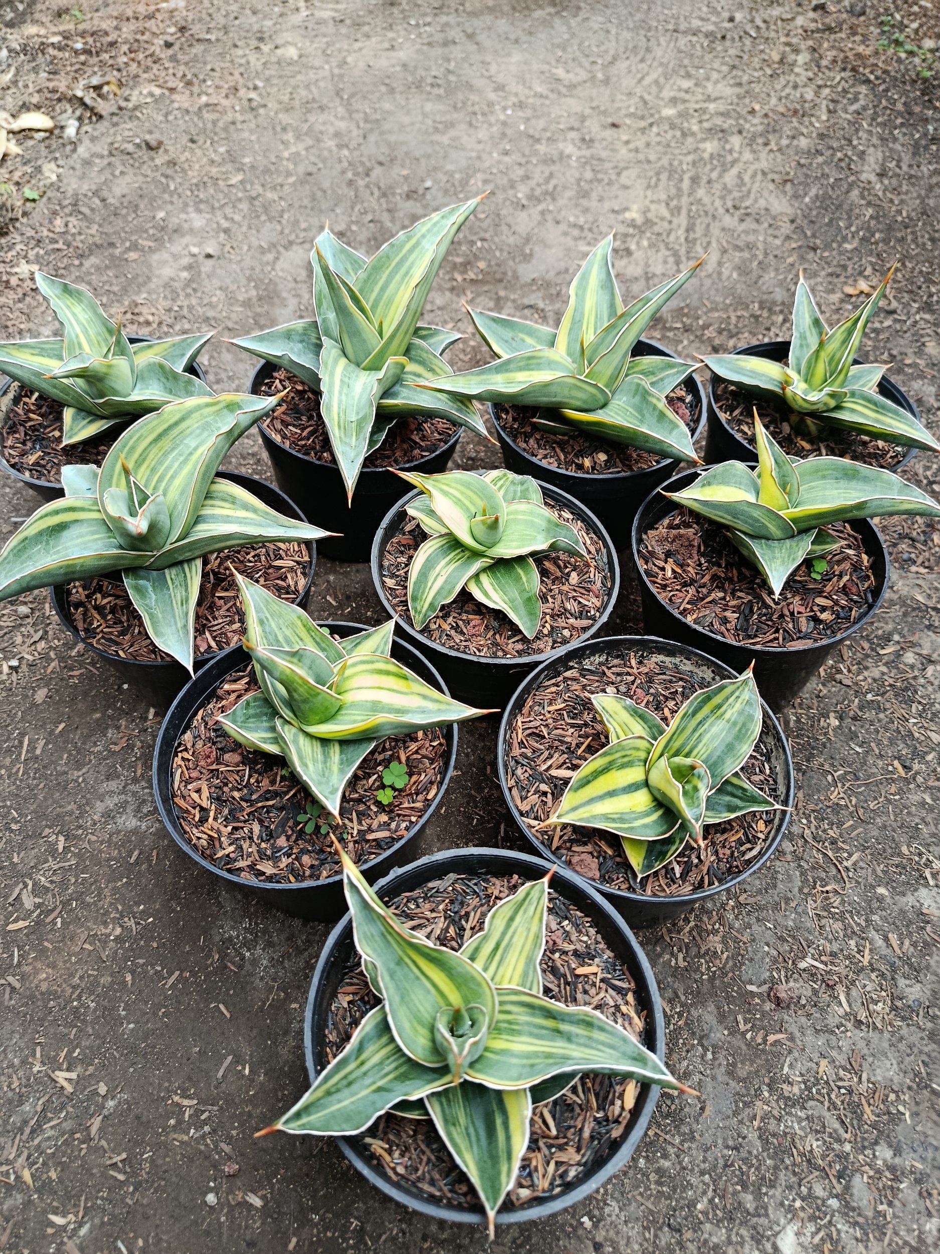 1955. Sansevieria Kimayo Variegated size 10 cm - Image 3