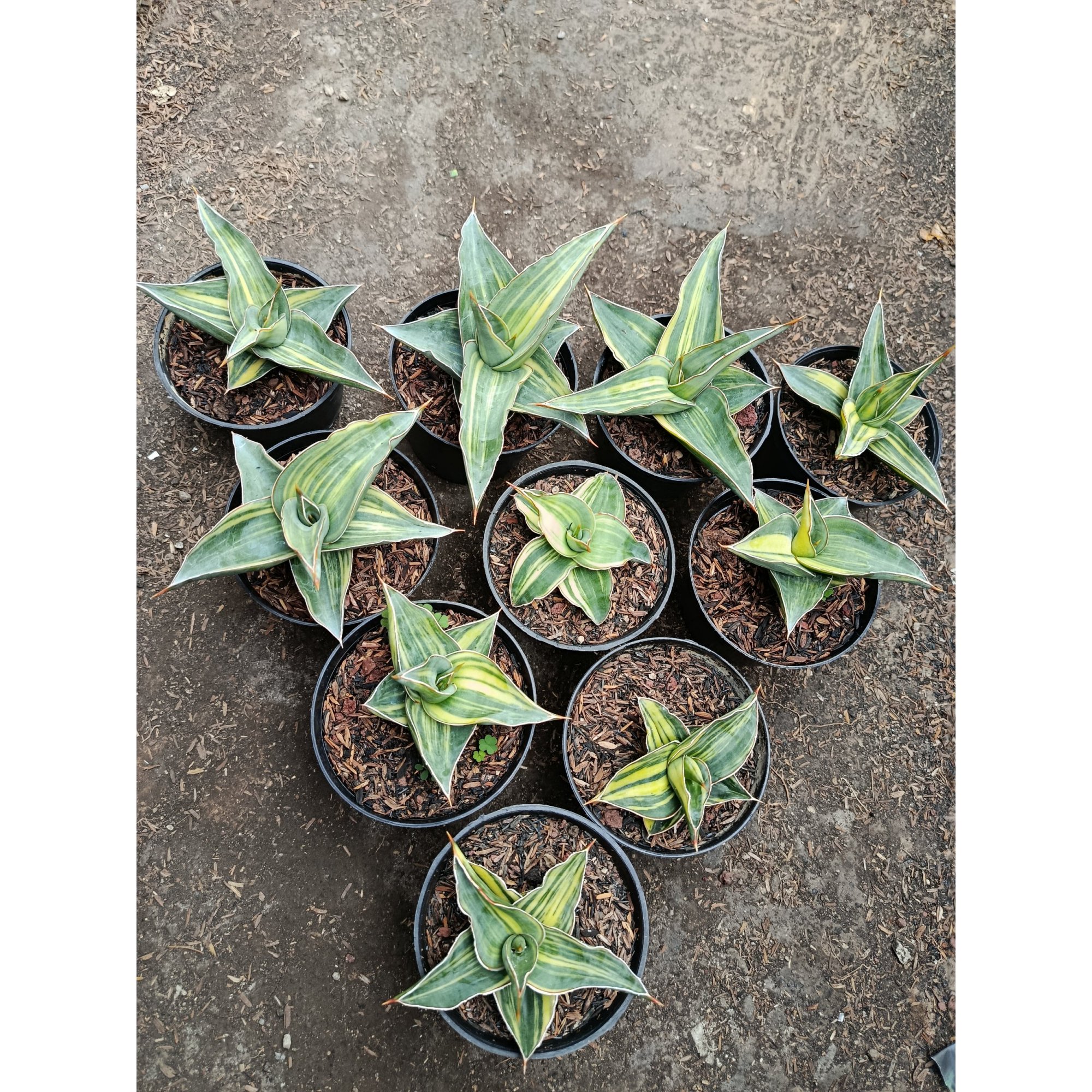 1955. Sansevieria Kimayo Variegated size 10 cm