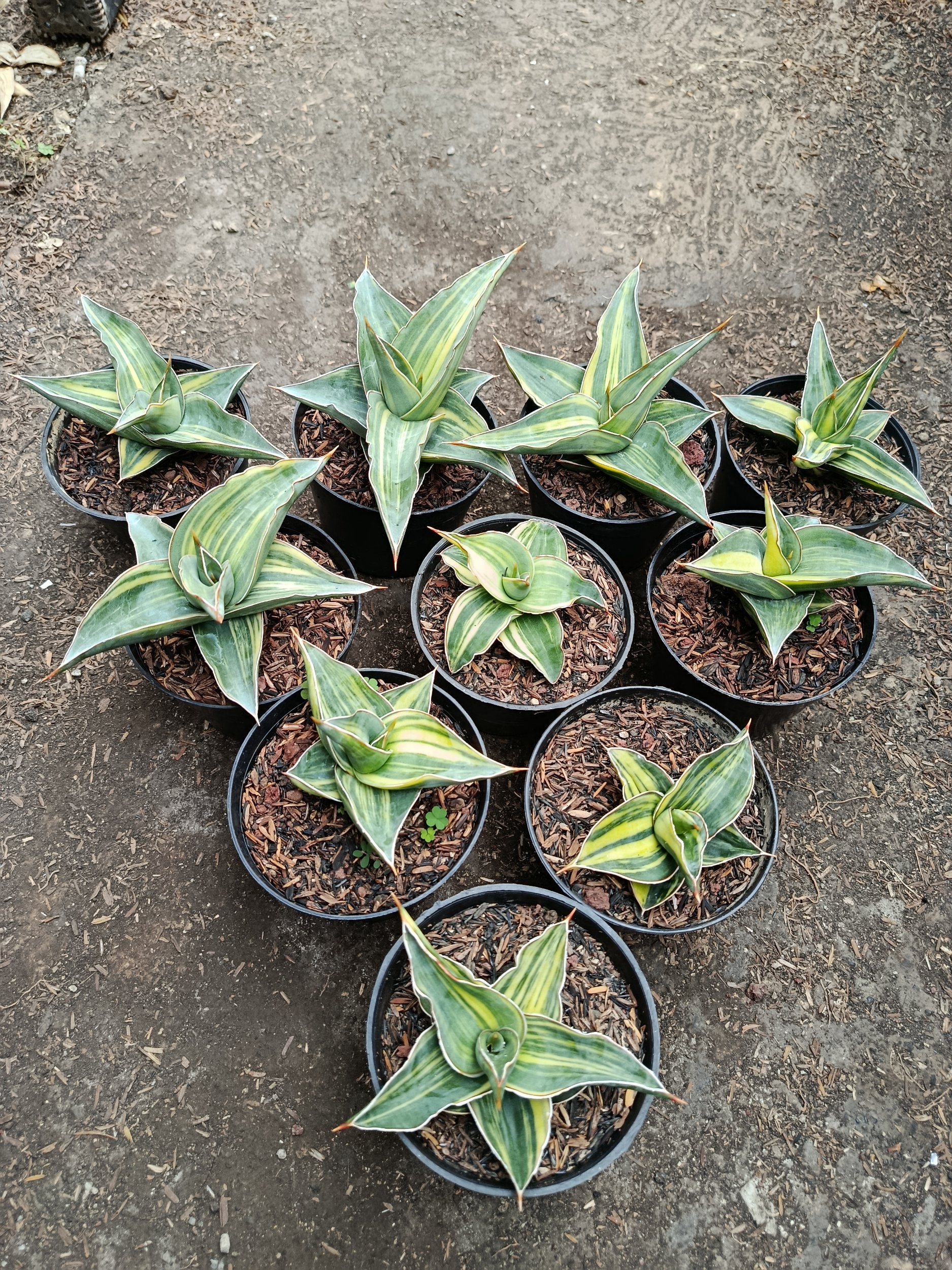 1955. Sansevieria Kimayo Variegated size 10 cm - Image 4