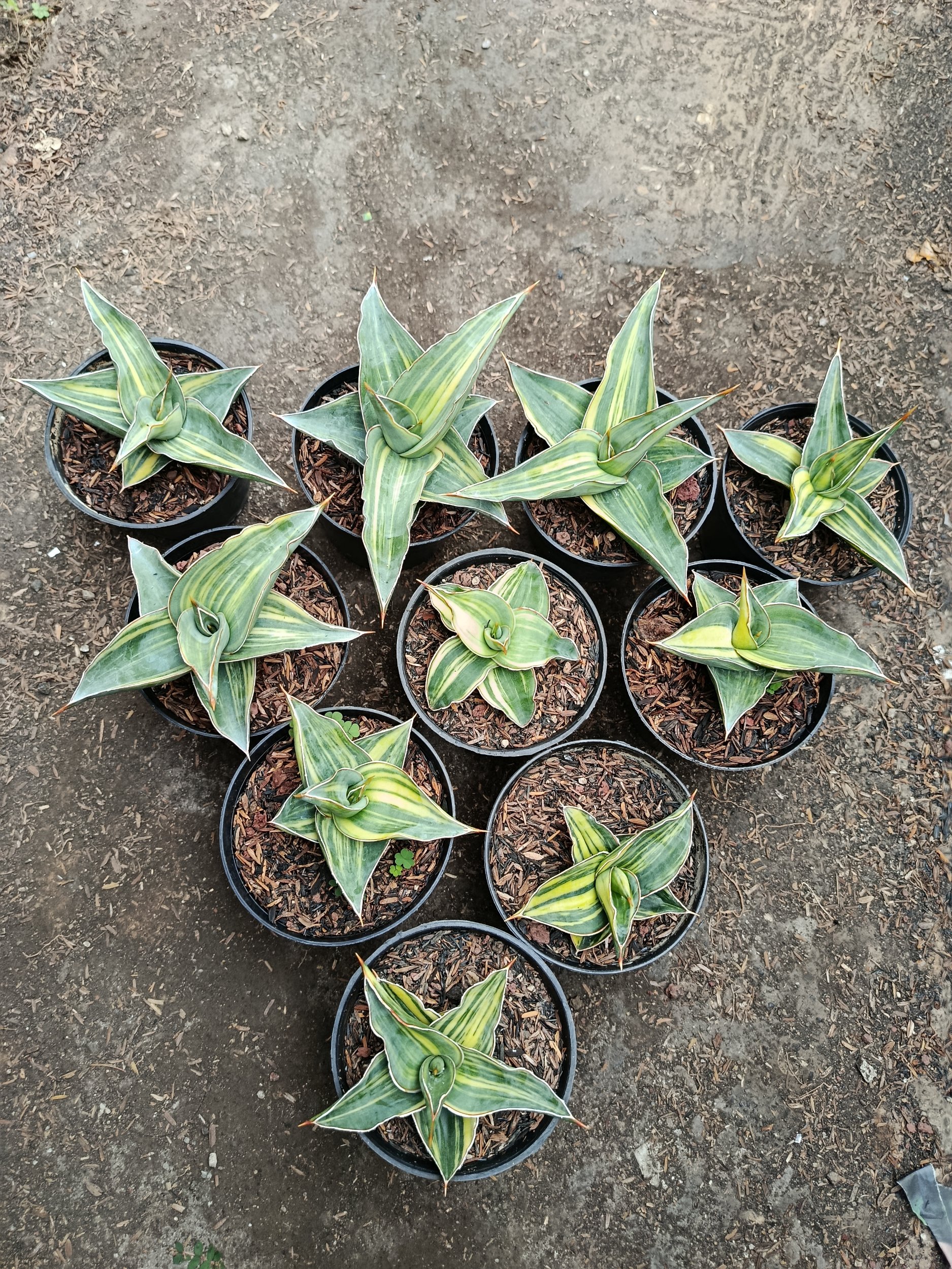 1955. Sansevieria Kimayo Variegated size 10 cm - Image 5