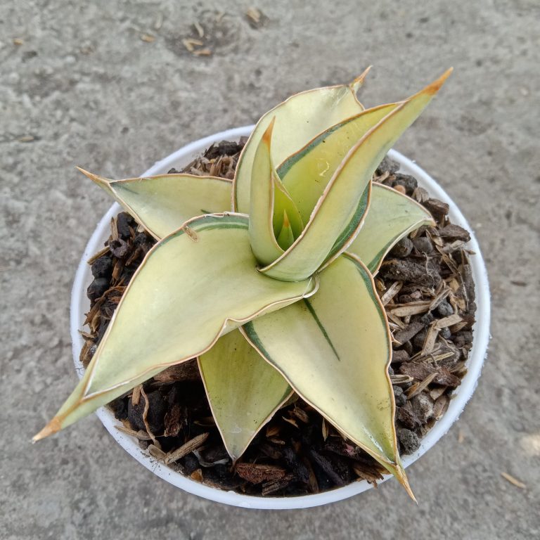 2010. Sansevieria Kimayo White Variegated