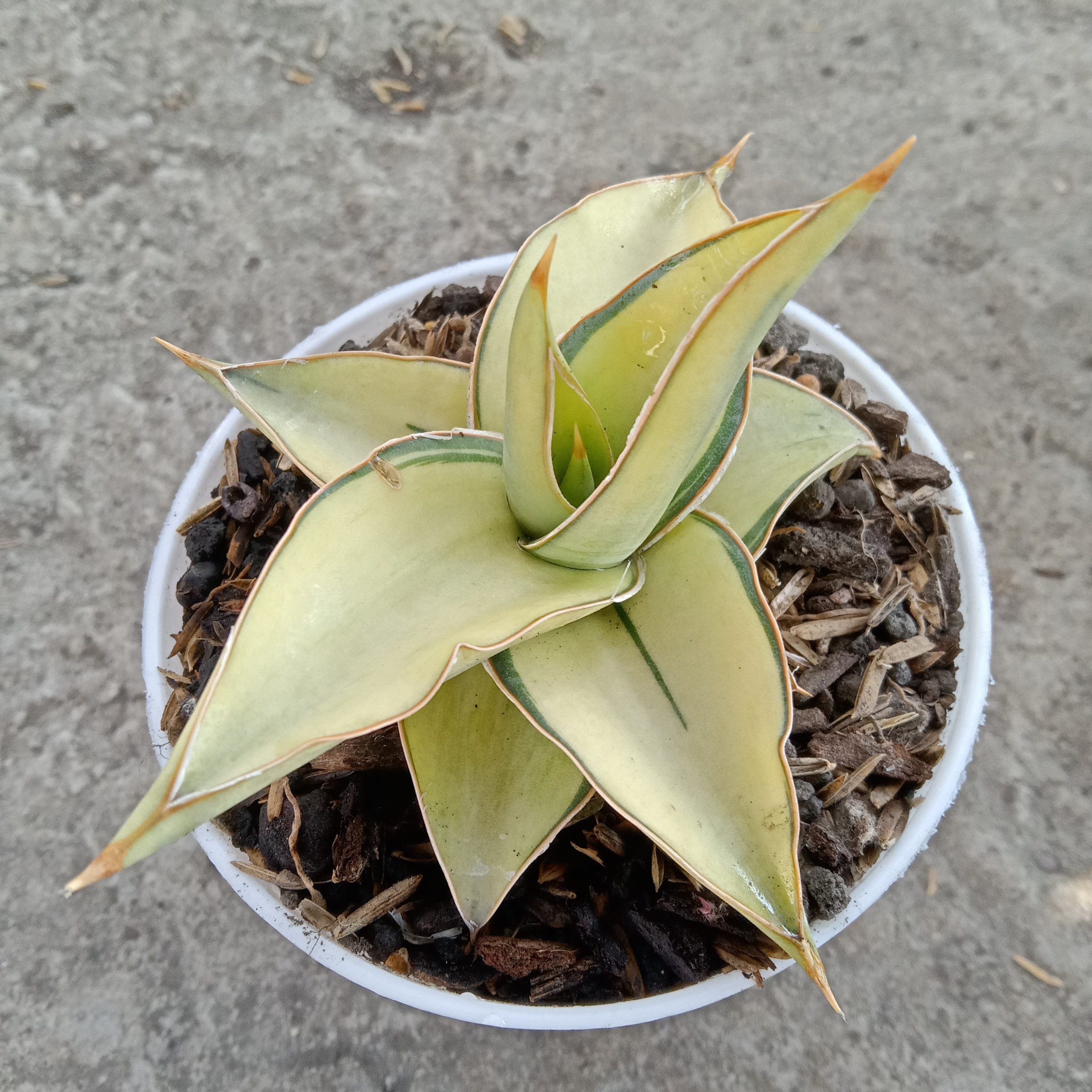 2010. Sansevieria Kimayo White Variegated