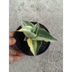2236. Sansevieria Kimayo Yellow Varigated