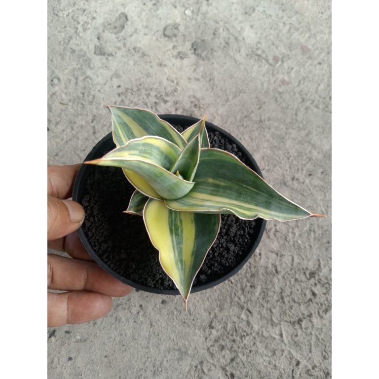 2236. Sansevieria Kimayo Yellow Varigated