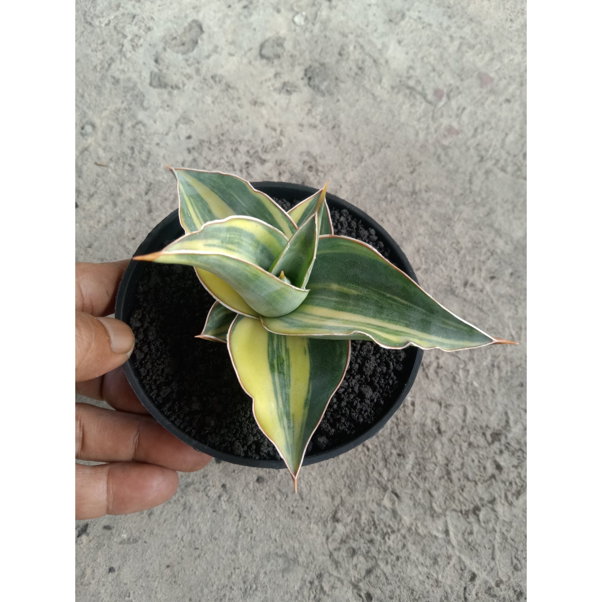 2236. Sansevieria Kimayo Yellow Varigated