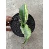 2109. Sansevieria Kirki Blue Usd Varigated