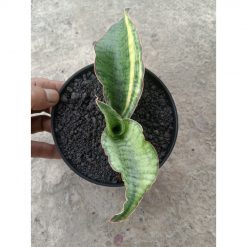 2109. Sansevieria Kirki Blue Usd Varigated