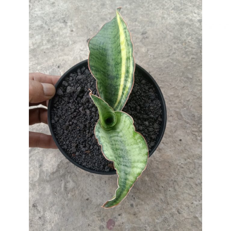 2109. Sansevieria Kirki Blue Usd Varigated