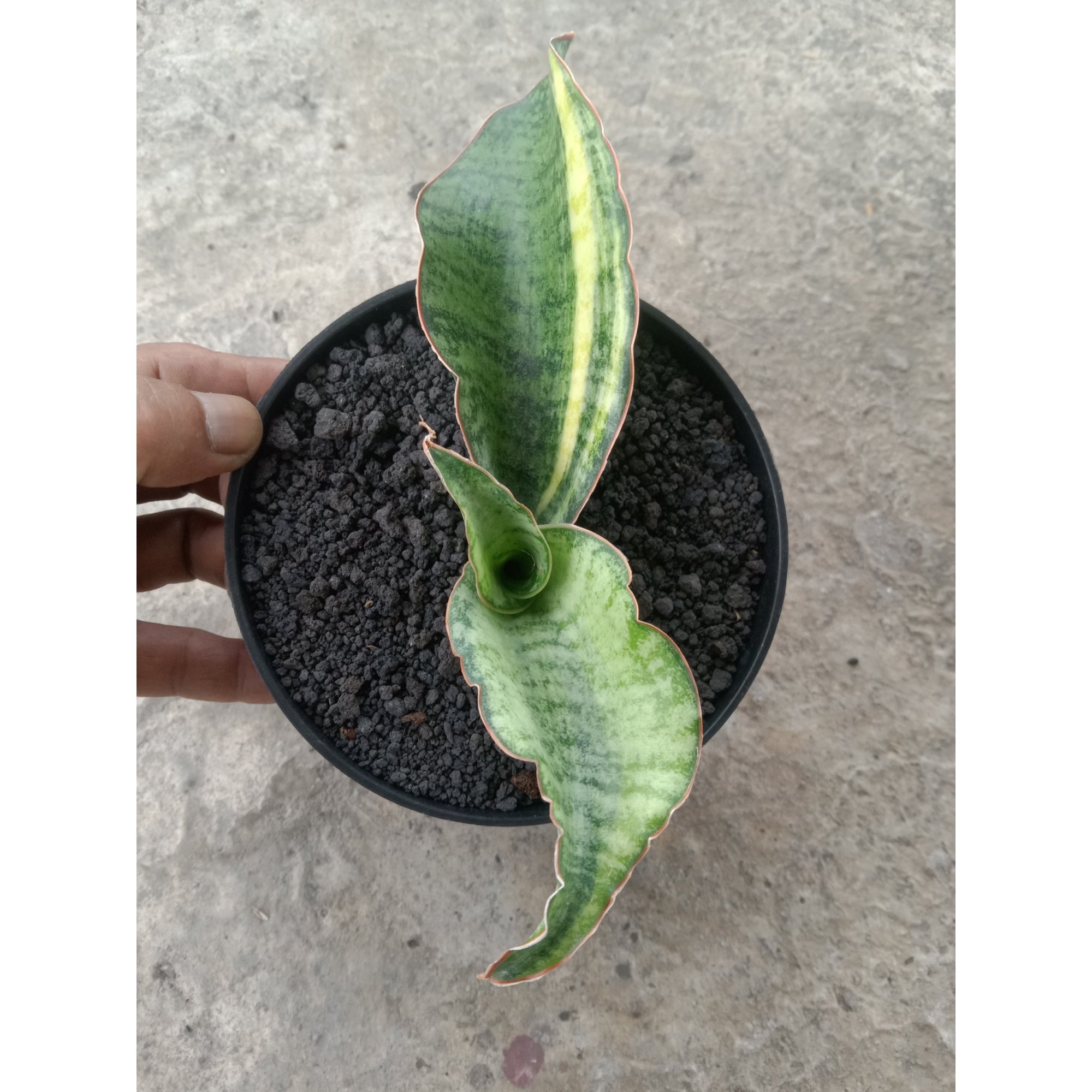 2109. Sansevieria Kirki Blue Usd Varigated