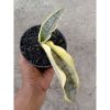 2181. Sansevieria Kirki Brown Varigated
