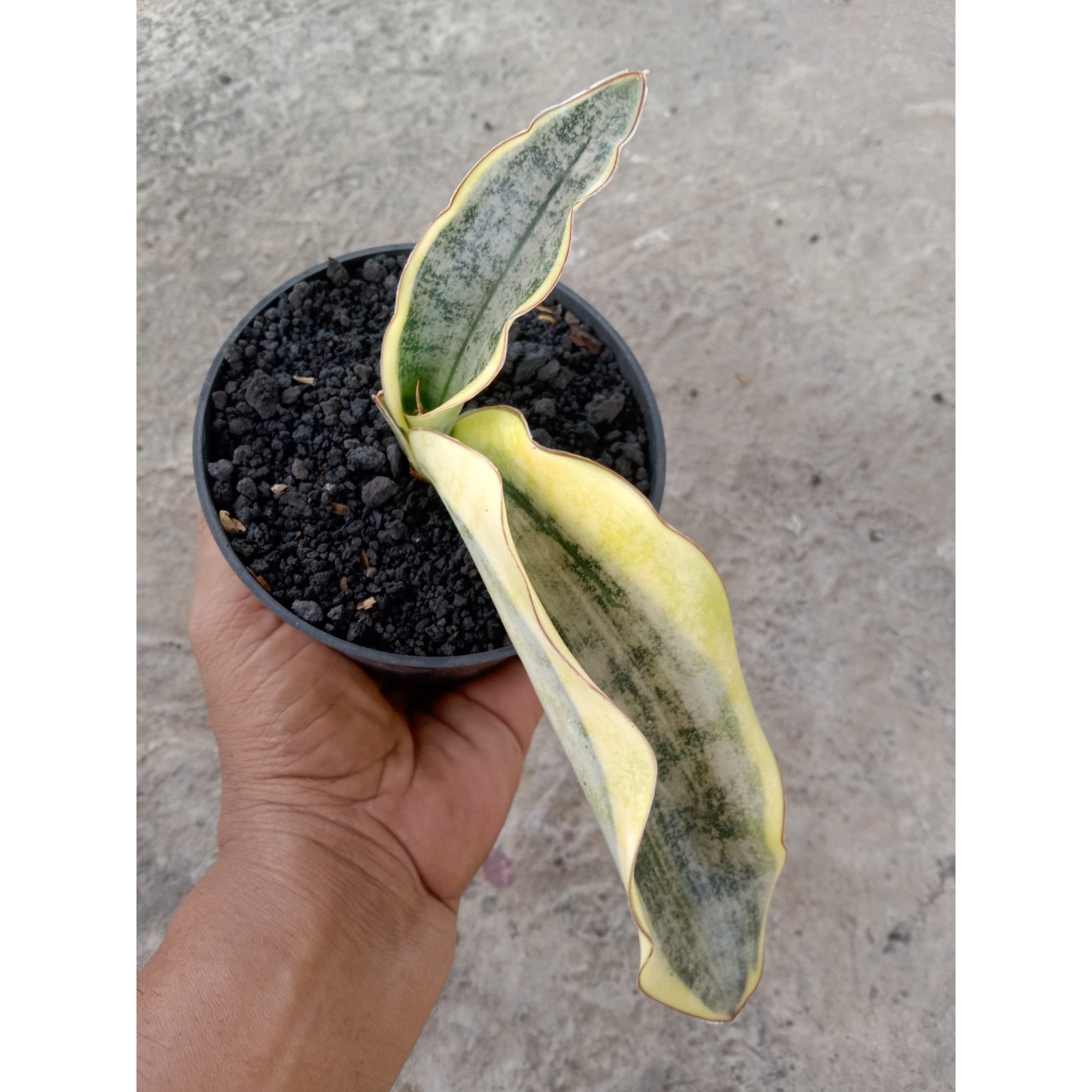 2181. Sansevieria Kirki Brown Varigated