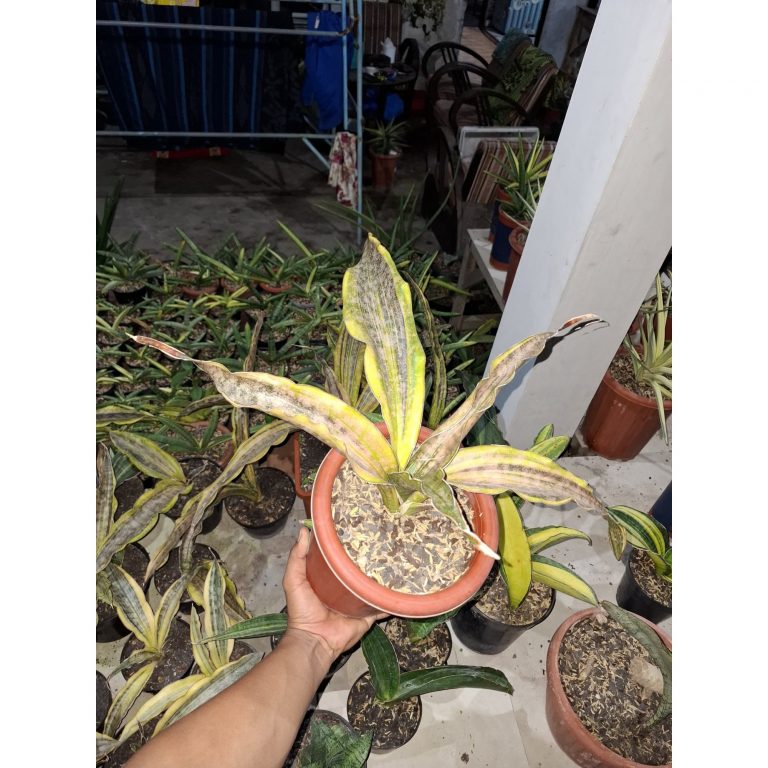 1978. Sansevieria Kirki Brown Variegated