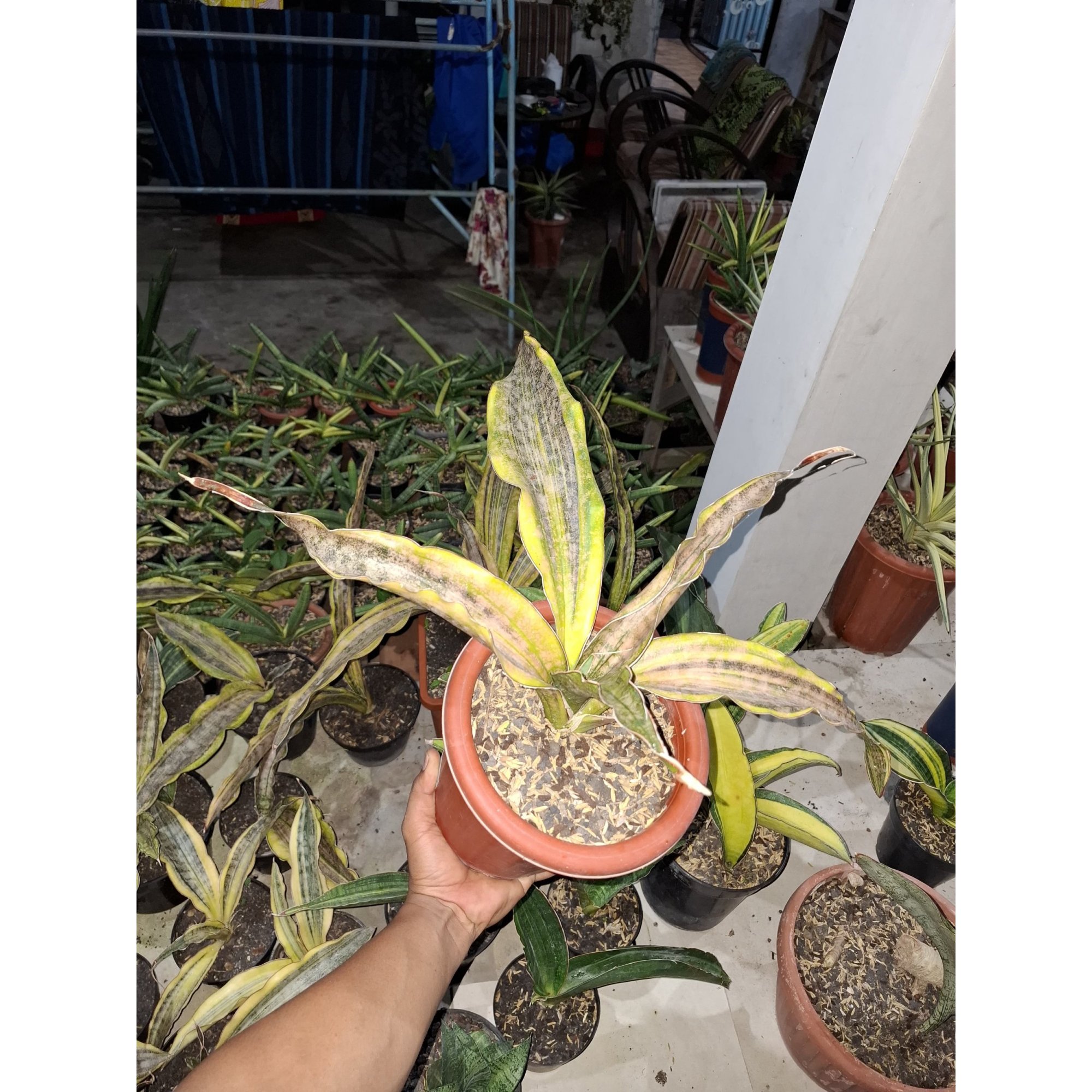 1978. Sansevieria Kirki Brown Variegated
