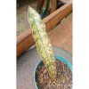 2227. Sansevieria Kirki Pepito