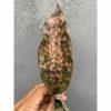1712. Sansevieria Kirkii Brown 1leaves 30pcs