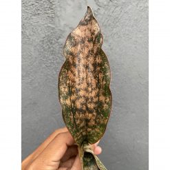 1712. Sansevieria Kirkii Brown 1leaves 30pcs