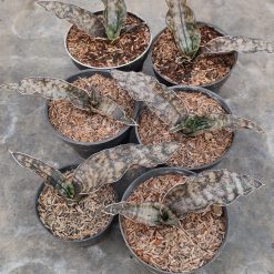 821. Sansevieria Kirkii Brown - Image 2