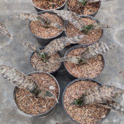 821. Sansevieria Kirkii Brown - Image 3