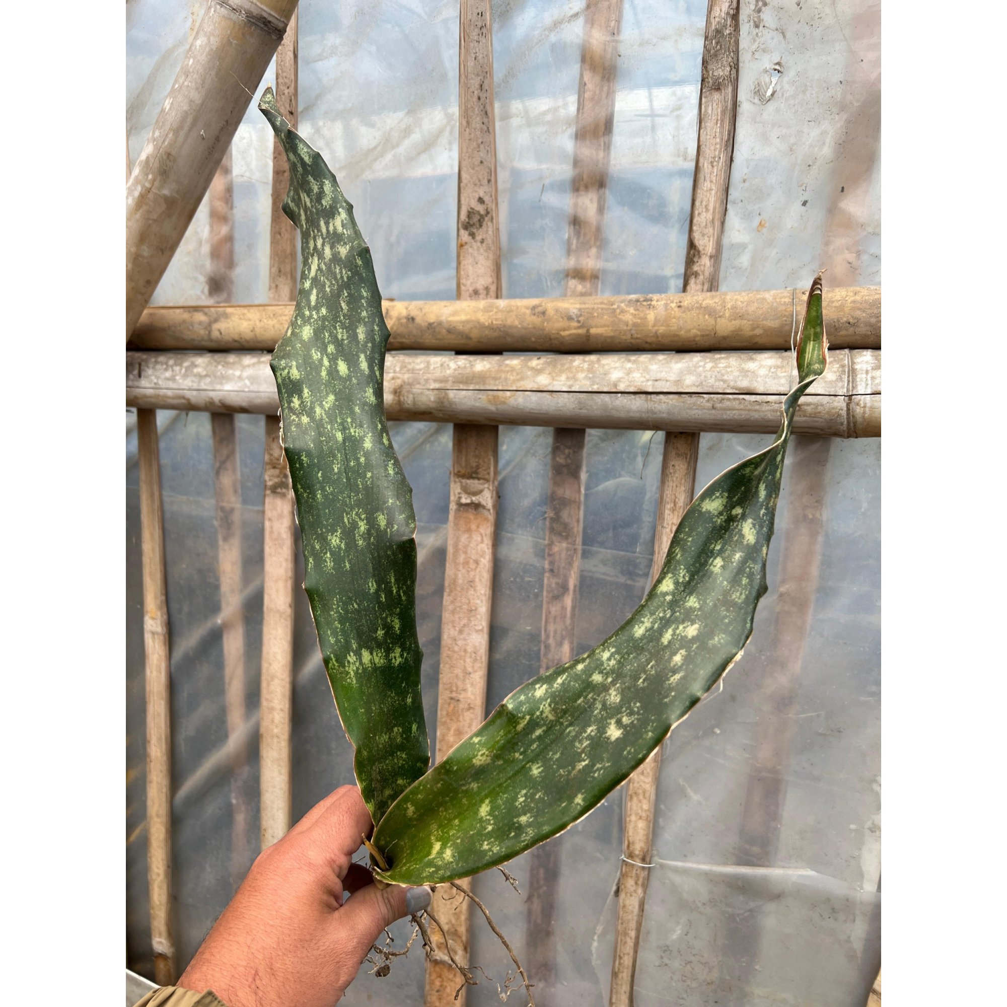 1585. Sansevieria Kirkii Coppertone