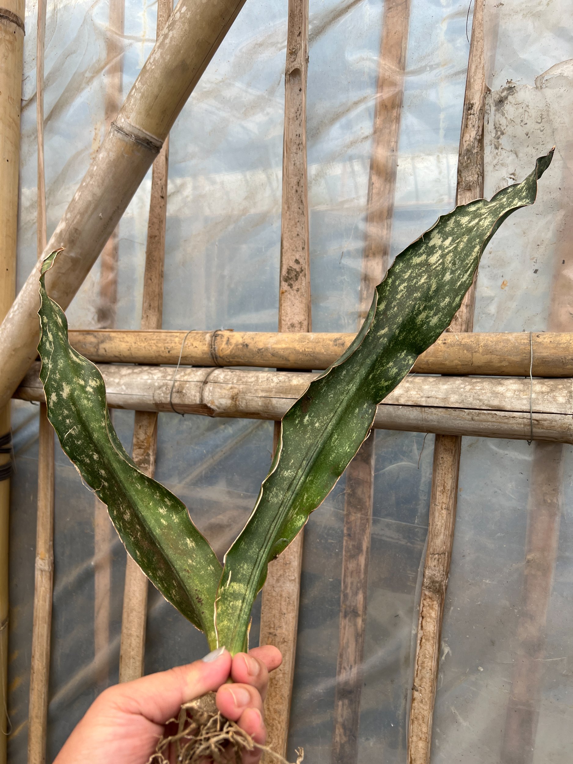 1585. Sansevieria Kirkii Coppertone - Image 2