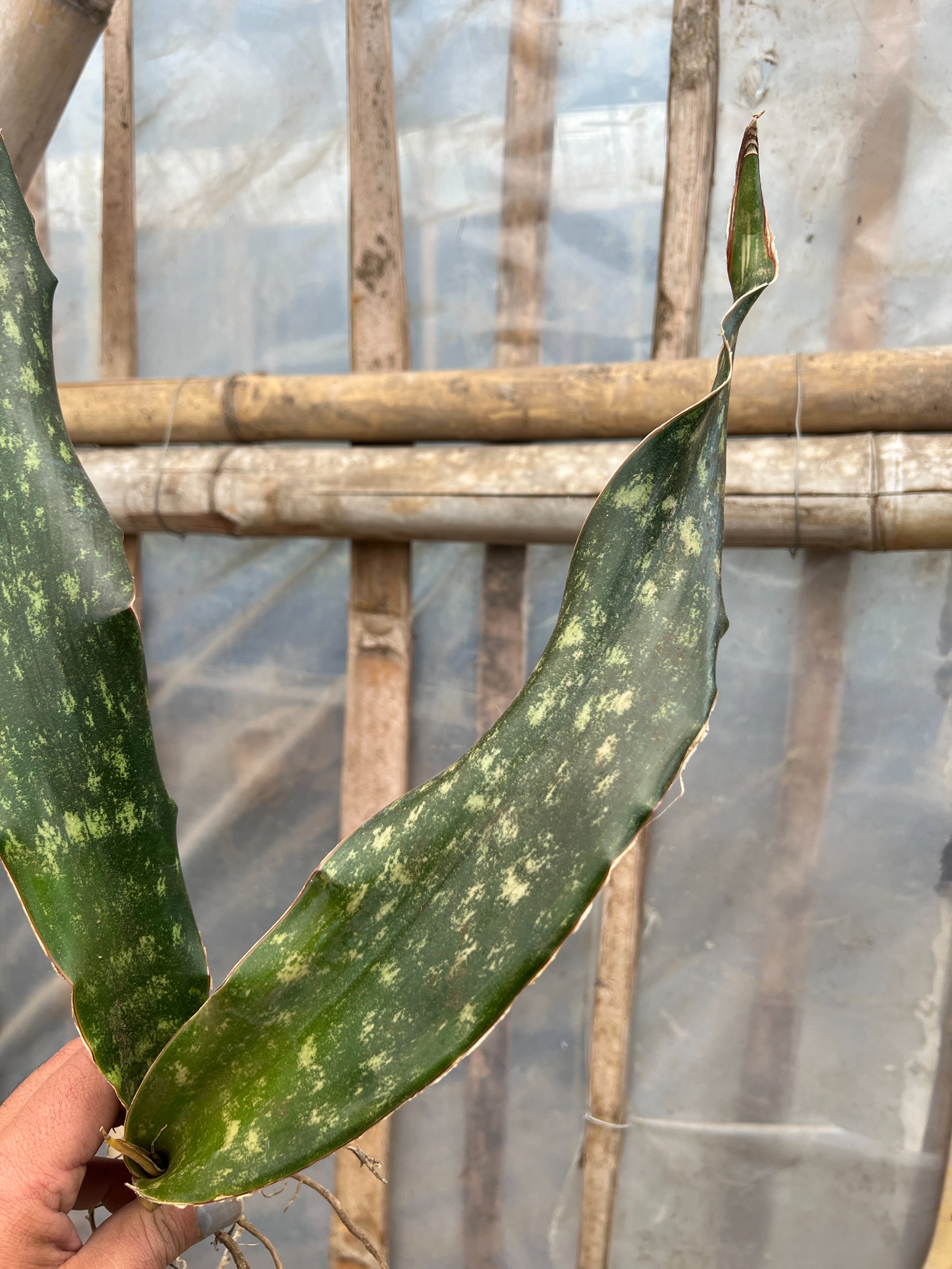 1585. Sansevieria Kirkii Coppertone - Image 3