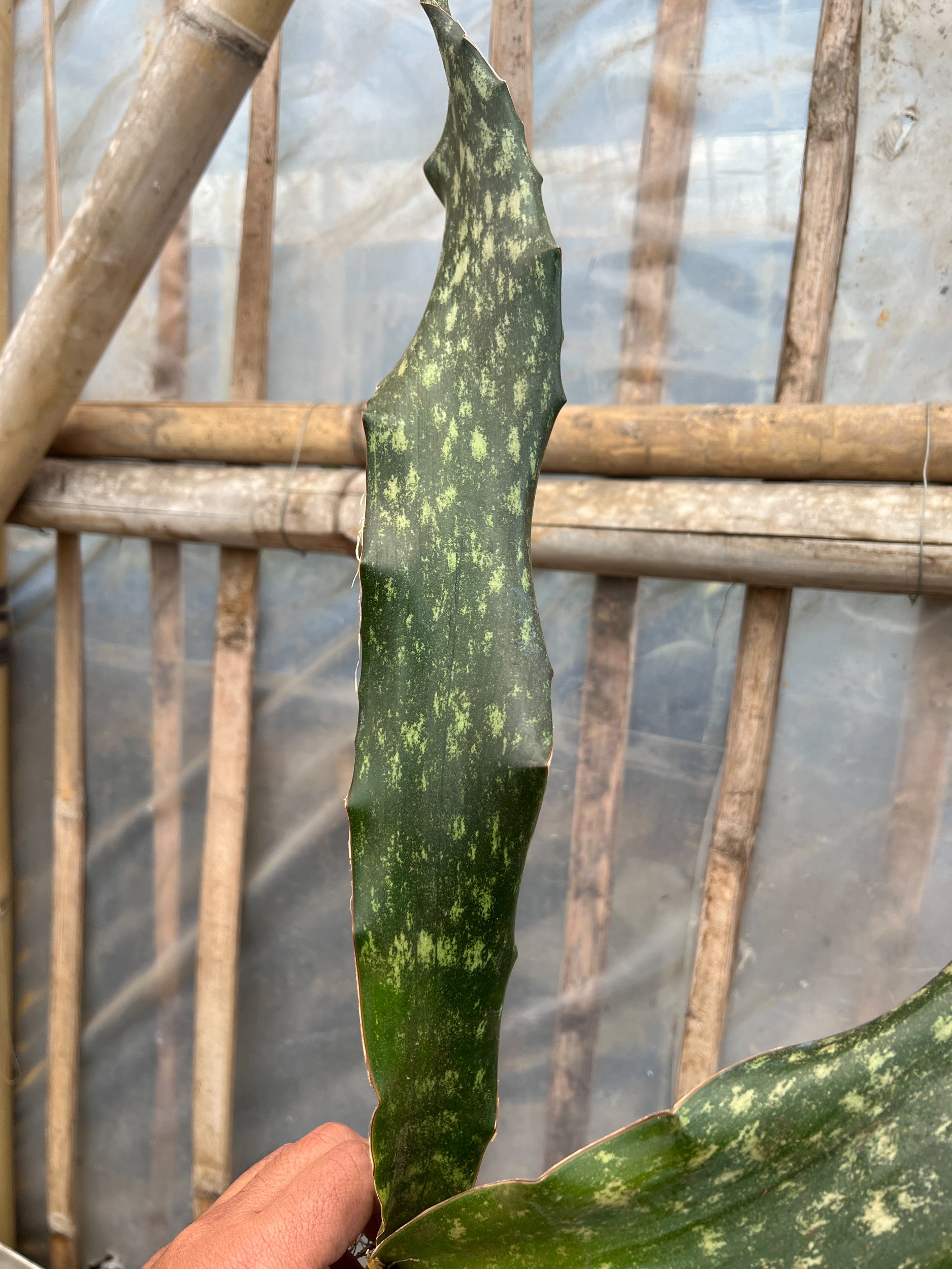 1585. Sansevieria Kirkii Coppertone - Image 4