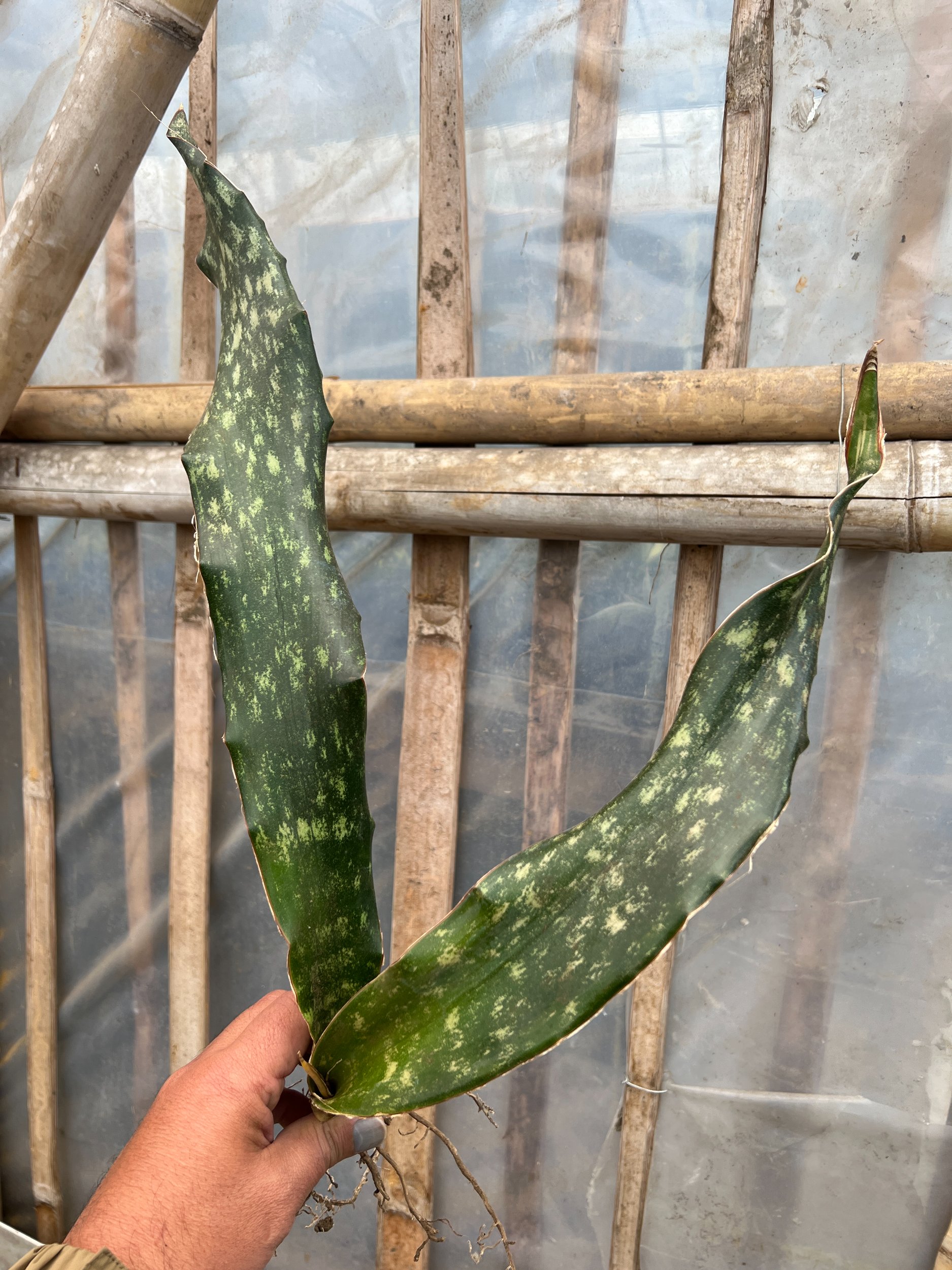 1585. Sansevieria Kirkii Coppertone - Image 5