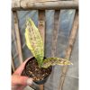 1582. Sansevieria Kirkii Coppertone Variegated