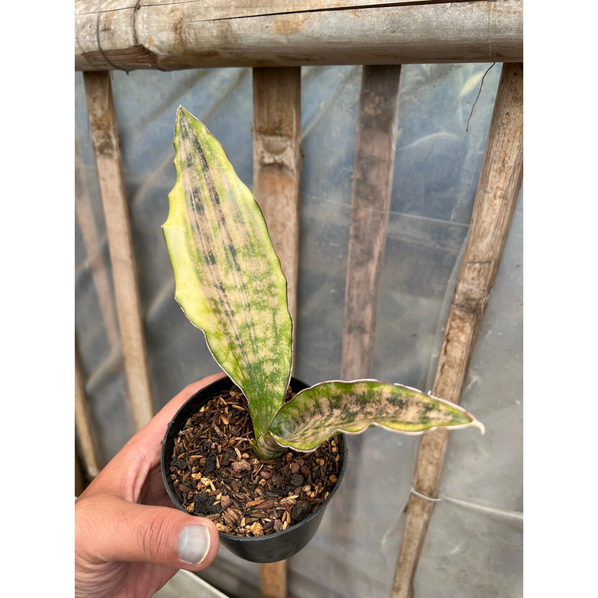 1582. Sansevieria Kirkii Coppertone Variegated