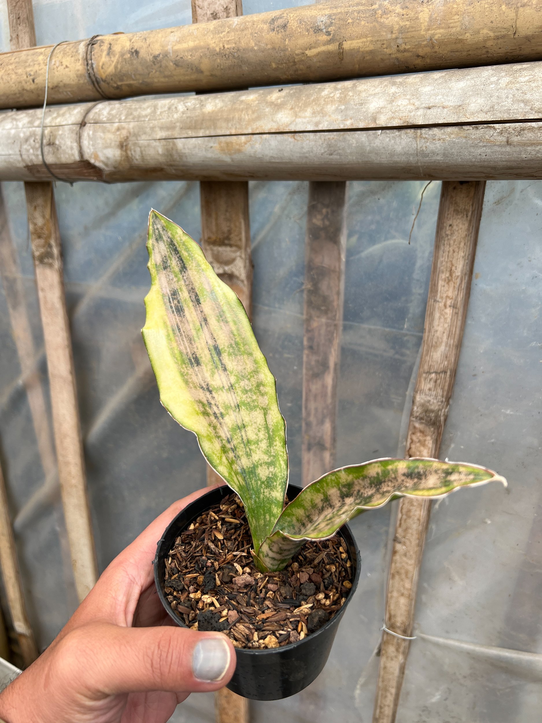 1582. Sansevieria Kirkii Coppertone Variegated - Image 2