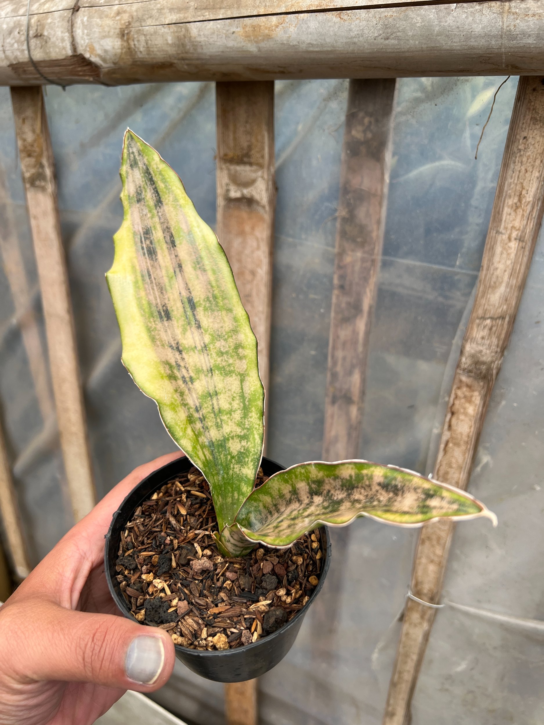 1582. Sansevieria Kirkii Coppertone Variegated - Image 3