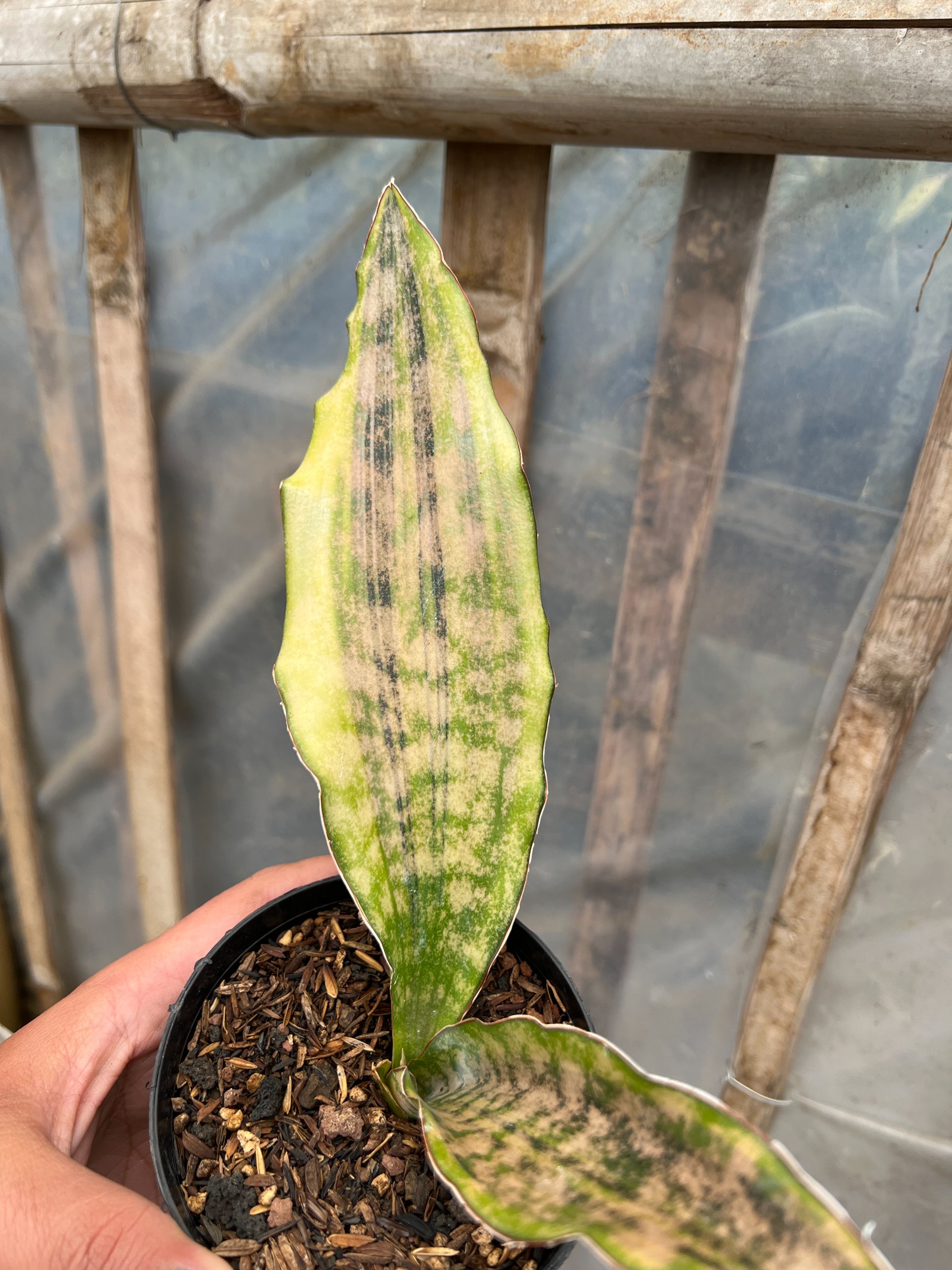 1582. Sansevieria Kirkii Coppertone Variegated - Image 4