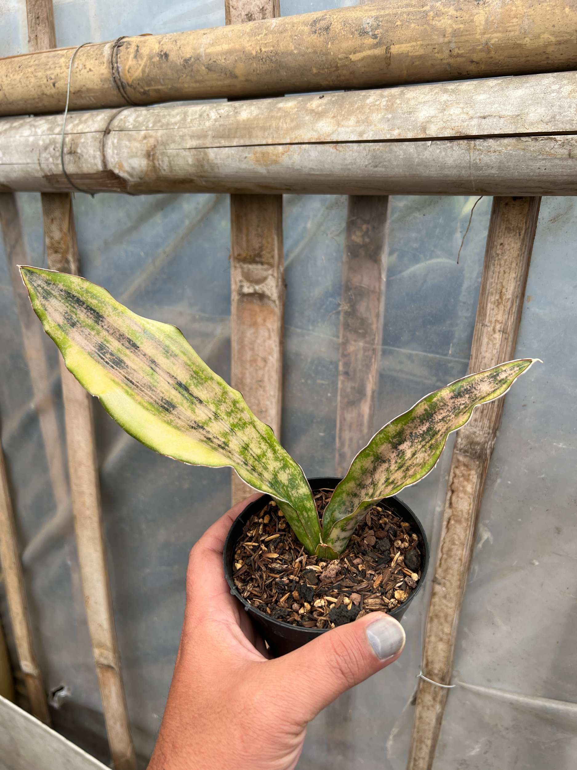 1582. Sansevieria Kirkii Coppertone Variegated - Image 5
