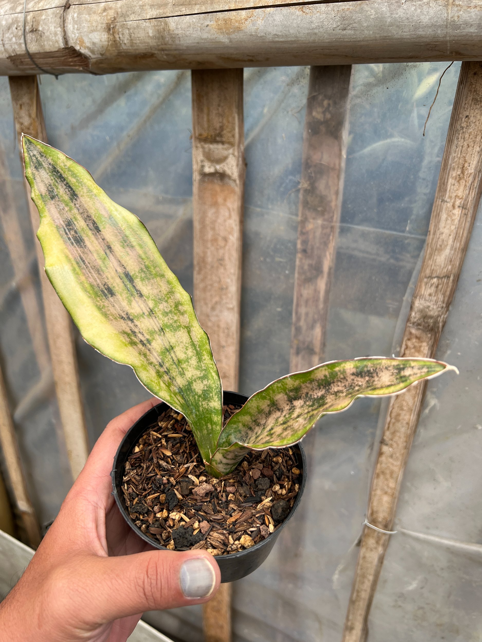 1582. Sansevieria Kirkii Coppertone Variegated - Image 6