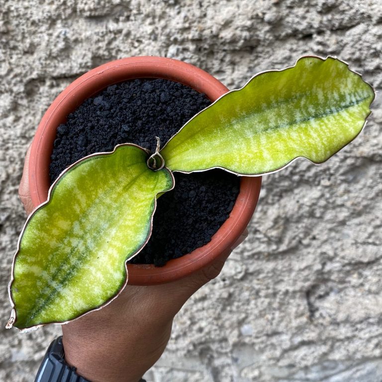 1664. Sansevieria Kirkii Coral Blue Variegated 2leaves