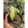 1618. Sansevieria Kirkii Coral Blue Variegated size 12 cm