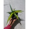 1243. Sansevieria Kitonga Variegated