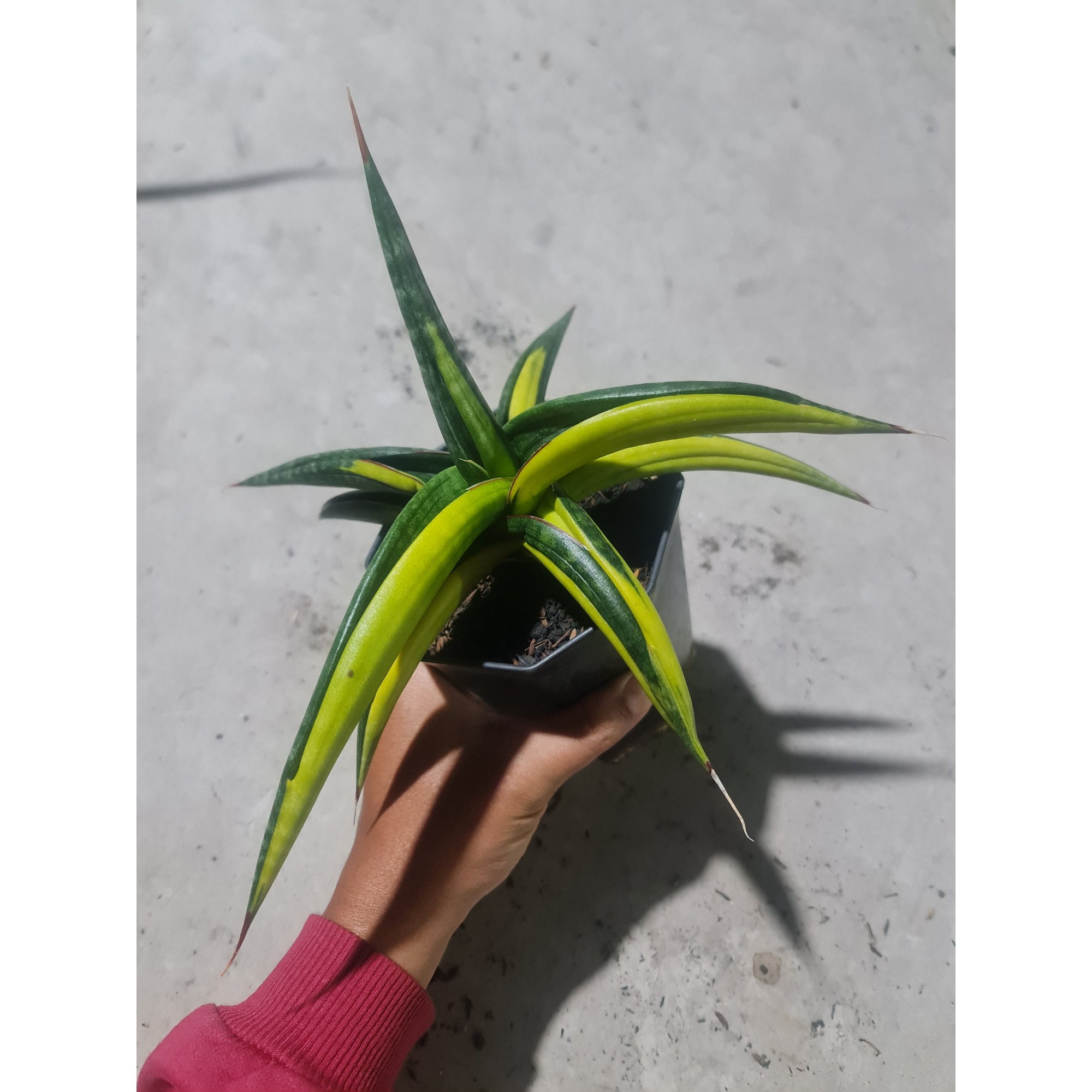 1243. Sansevieria Kitonga Variegated