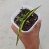 1502. Sansevieria Kitonga Variegated size 12 cm
