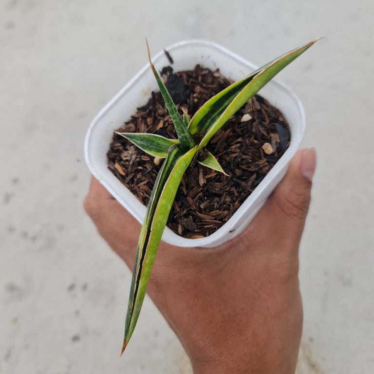 1502. Sansevieria Kitonga Variegated size 12 cm