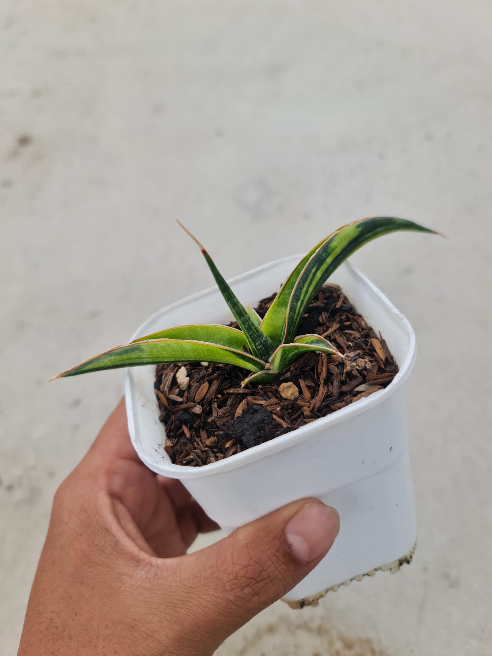 1502. Sansevieria Kitonga Variegated size 12 cm - Image 2