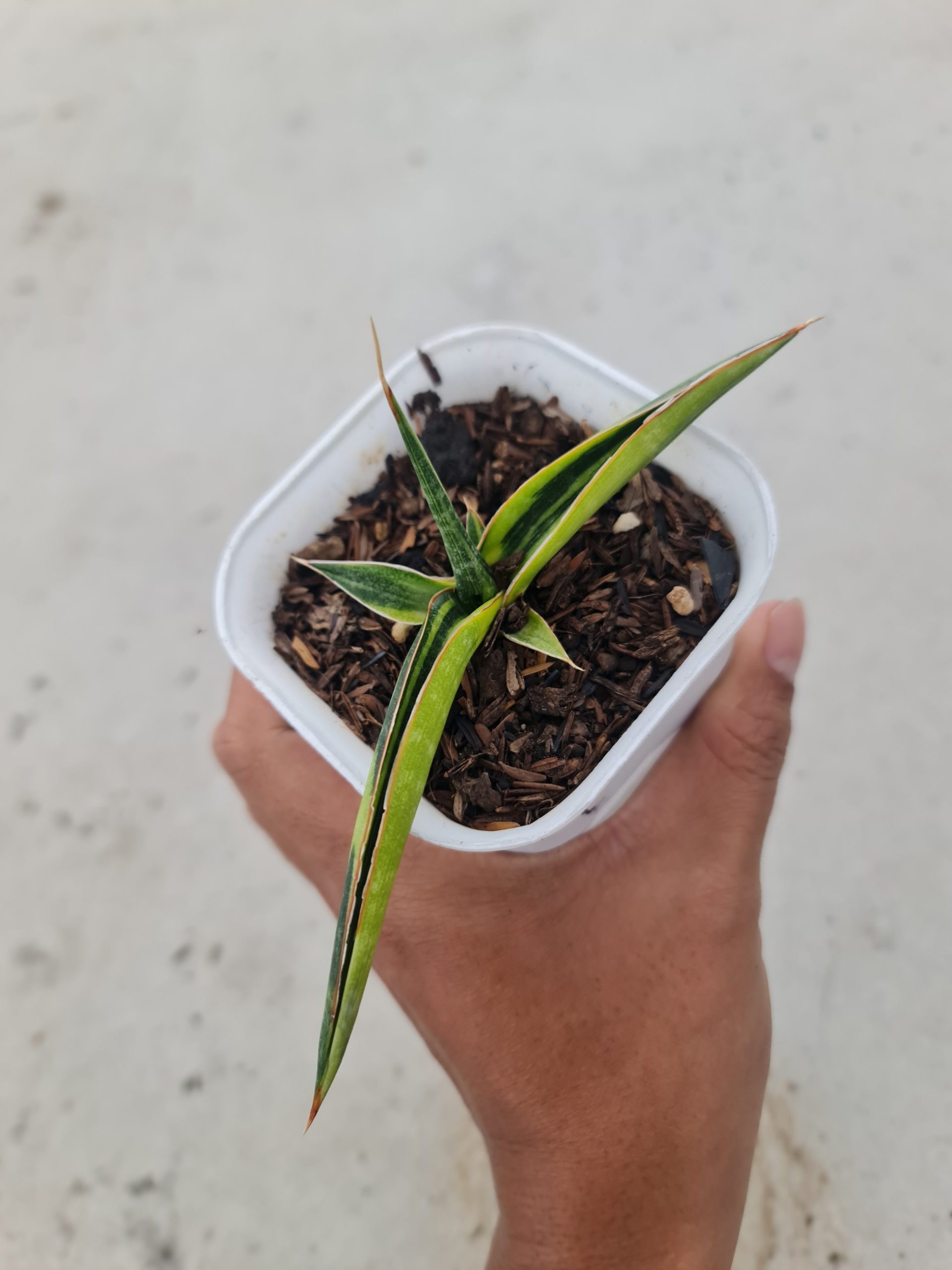 1502. Sansevieria Kitonga Variegated size 12 cm - Image 3
