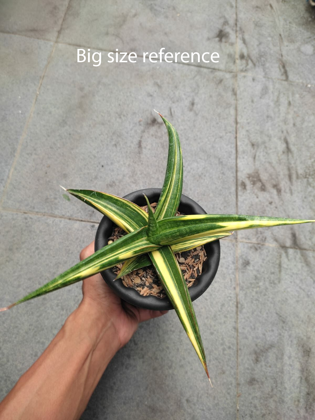 1502. Sansevieria Kitonga Variegated size 12 cm - Image 4