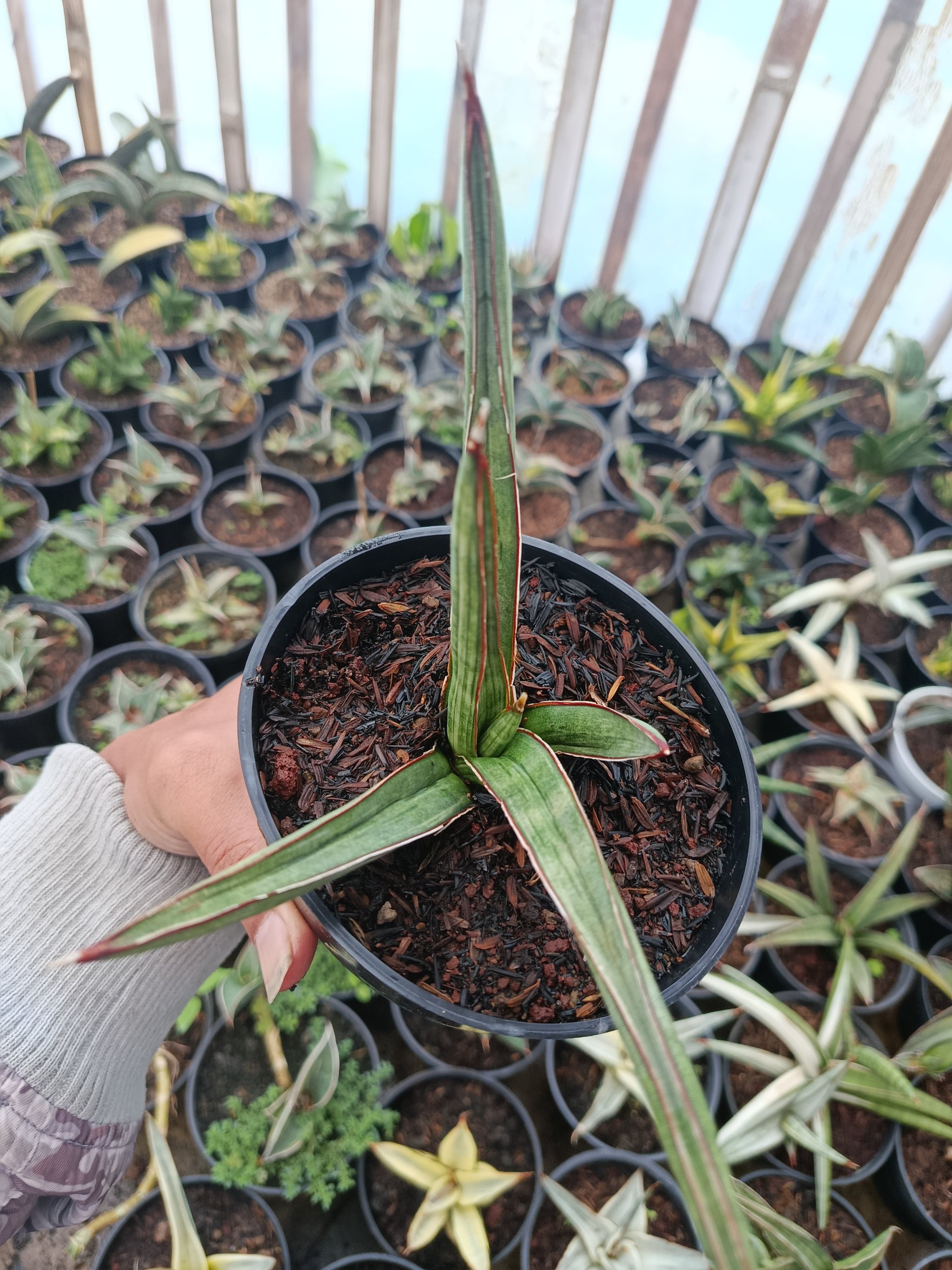 1937. Sansevieria Koko White Variegated - Image 2