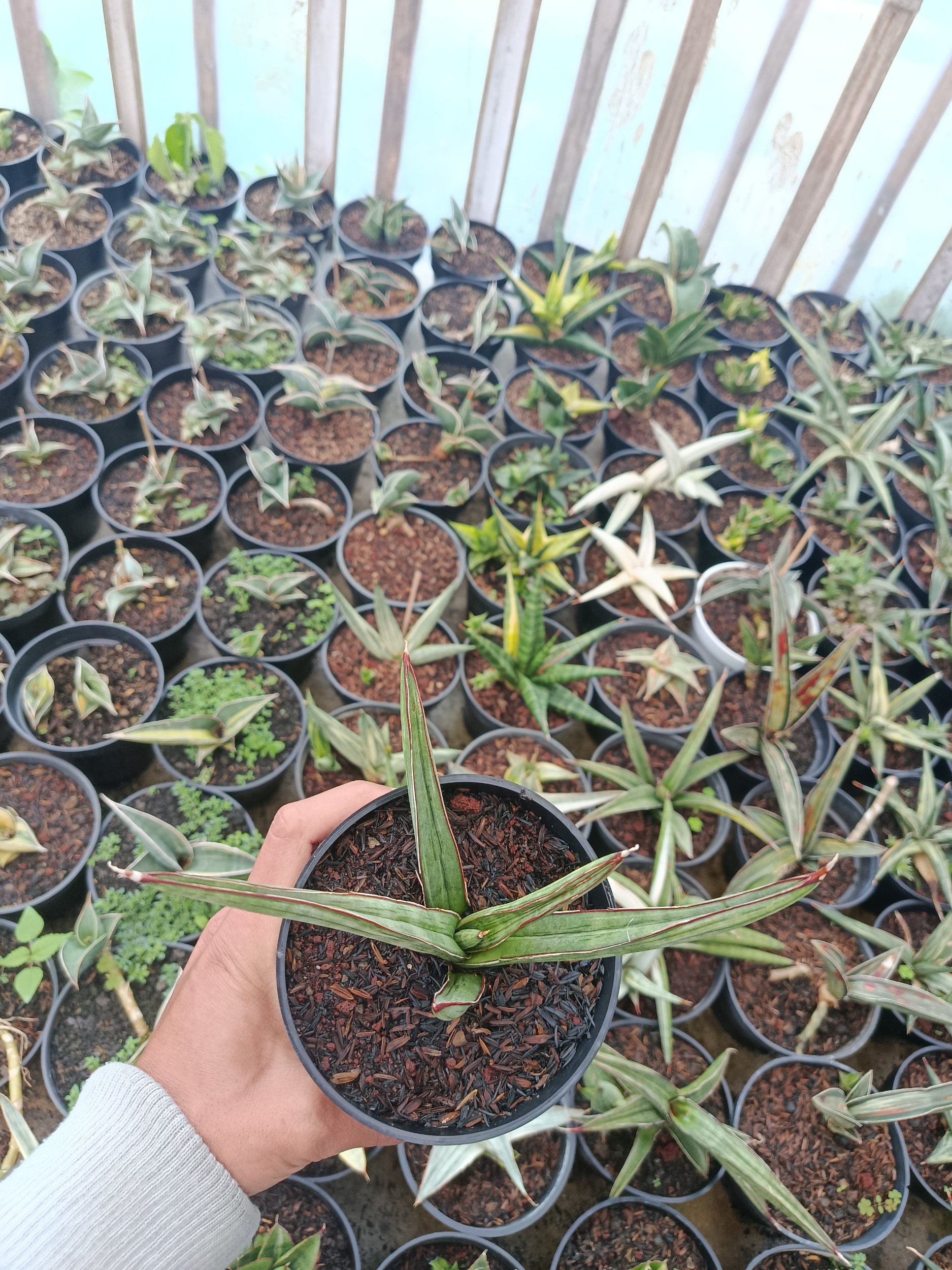 1937. Sansevieria Koko White Variegated - Image 3