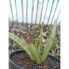 1937. Sansevieria Koko White Variegated