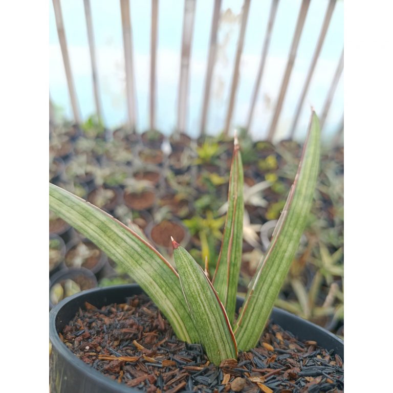 1937. Sansevieria Koko White Variegated