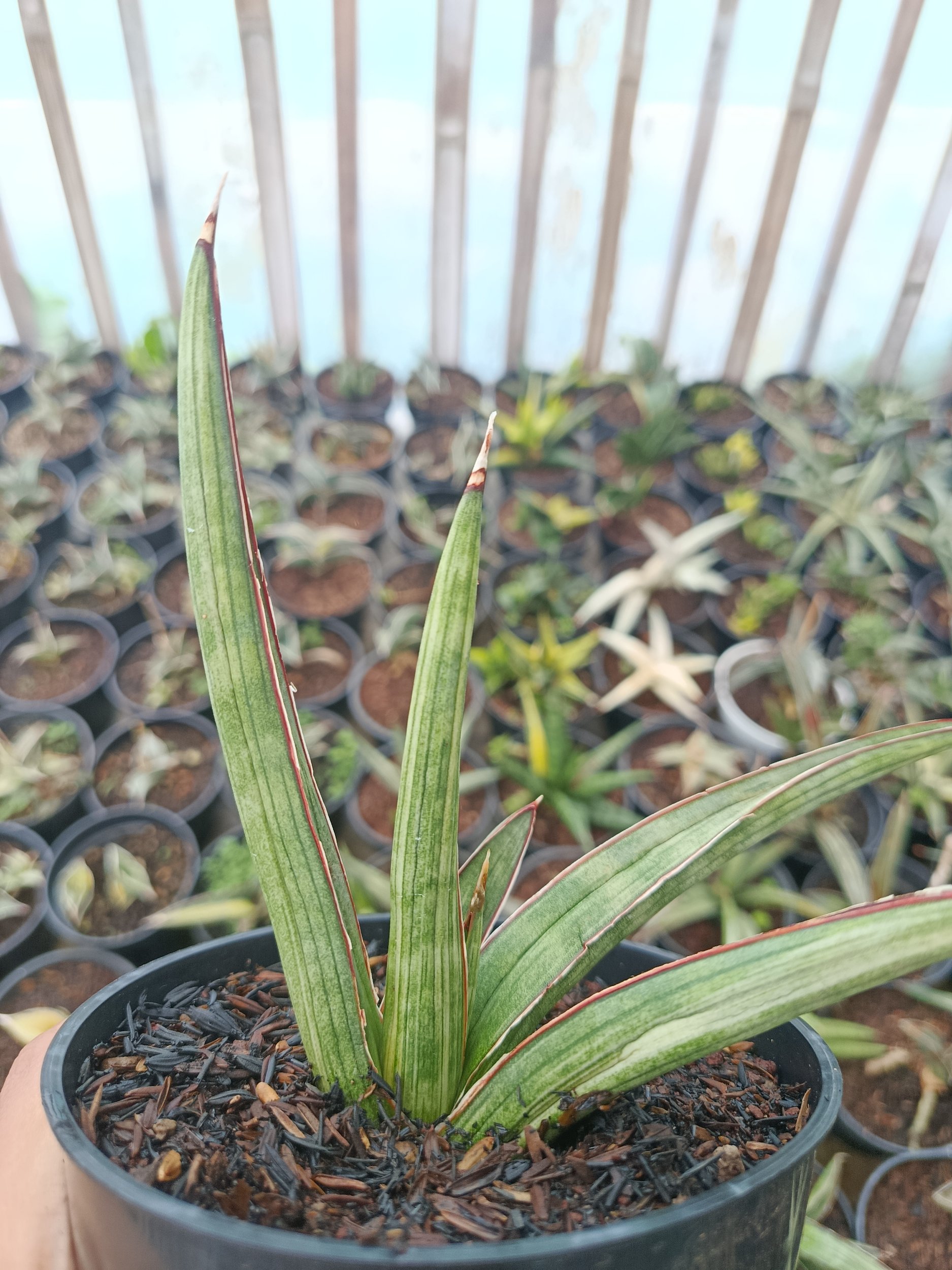 1937. Sansevieria Koko White Variegated - Image 4