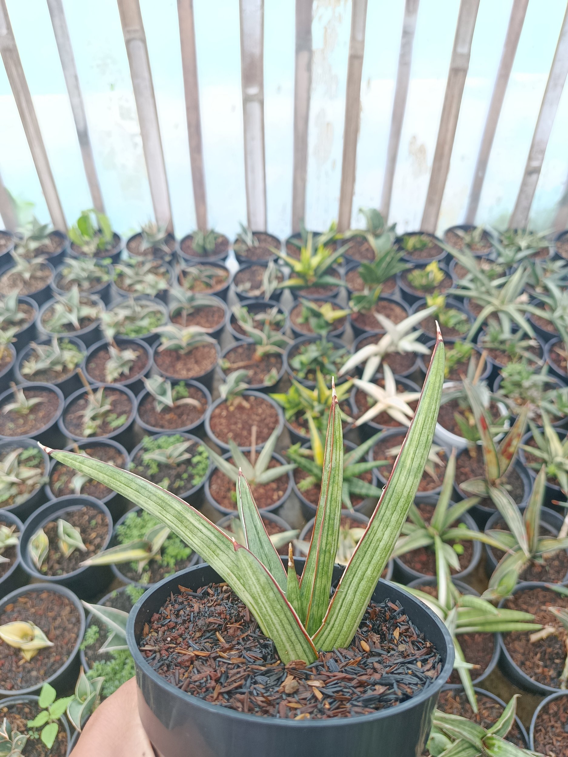 1937. Sansevieria Koko White Variegated - Image 5